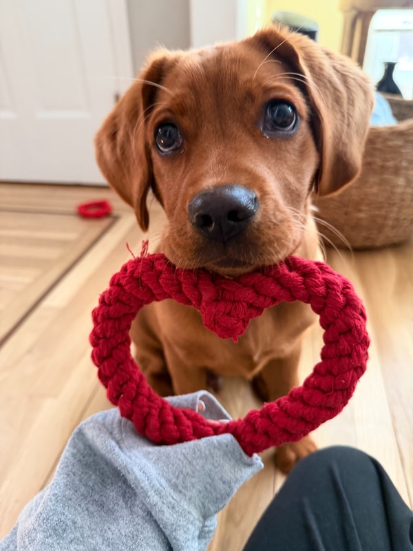 Spot Pet Insurance Review