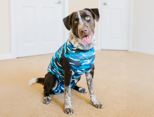 Suitical Recovery Suit Dog Avis