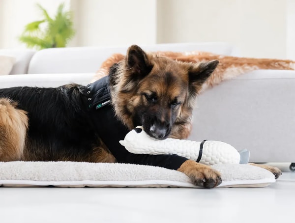 Suitical Recovery Sleeve Dog Avis
