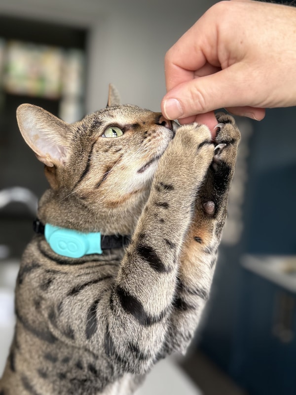 About Tabcat Tracker