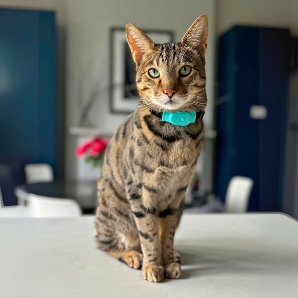 Tabcat Tracker Review