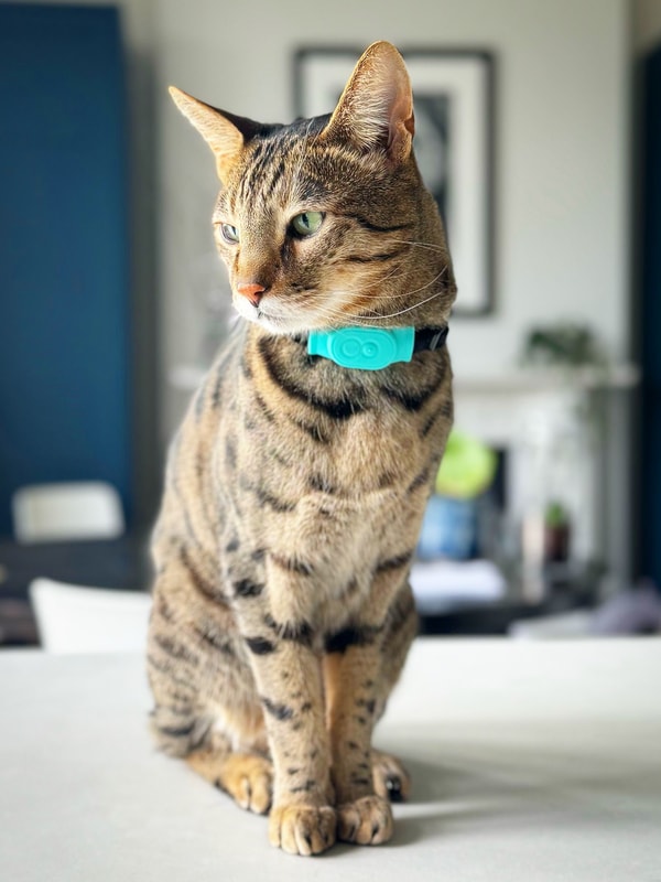 Tabcat Tracker Homing Tags Bundle review