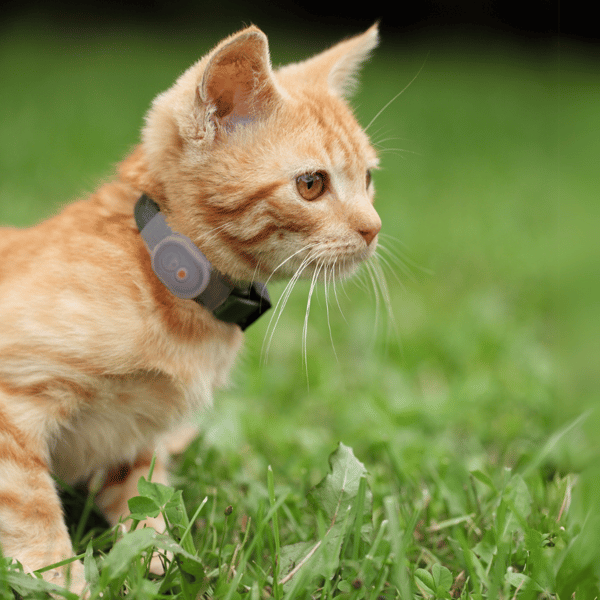 Tabcat Tracker Homing Tags V2 Review