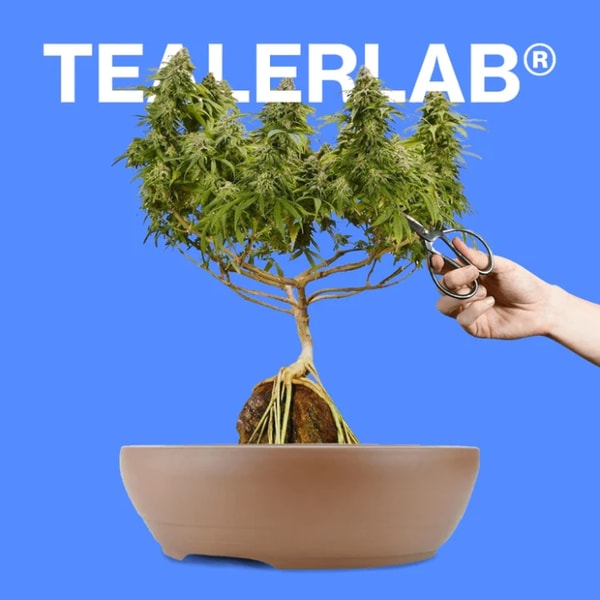 Tealerlab Avis