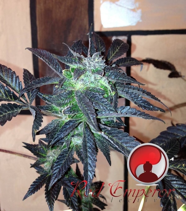 Overview of THCA4Cheap
