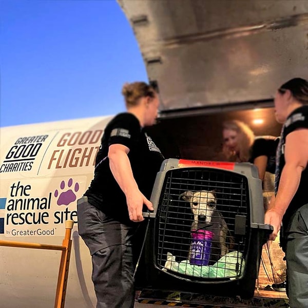 About The Animal Rescue Site