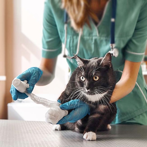 The Animal Rescue Site Review