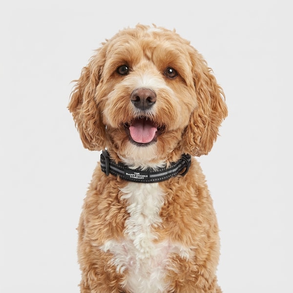 The Happy Doodle Company Review