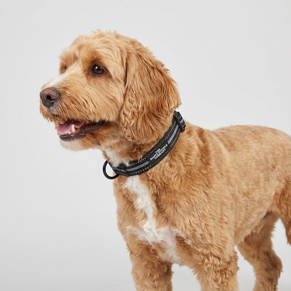 The Happy Doodle Company Essential Collar Review