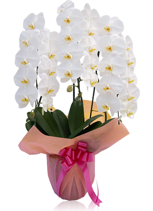 The Happy Orchid Shop 胡蝶蘭大輪3本立ち白 レビュー