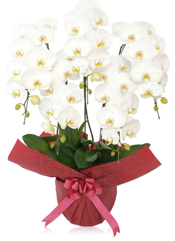 The Happy Orchid Shop 胡蝶蘭大輪5本立ち白 レビュー