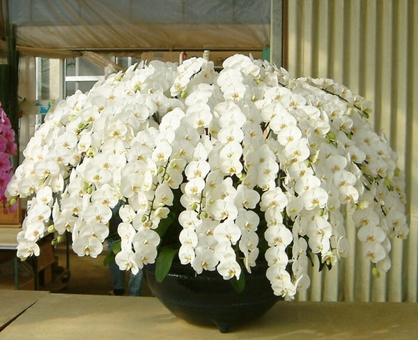 The Happy Orchid Shopについて