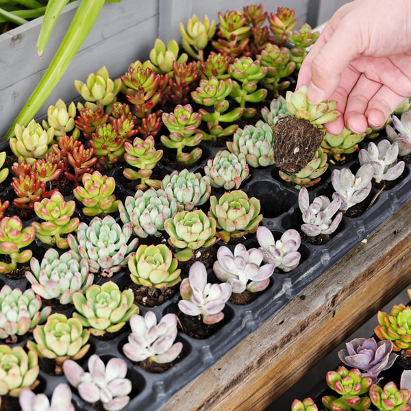 The Next Gardener Review
