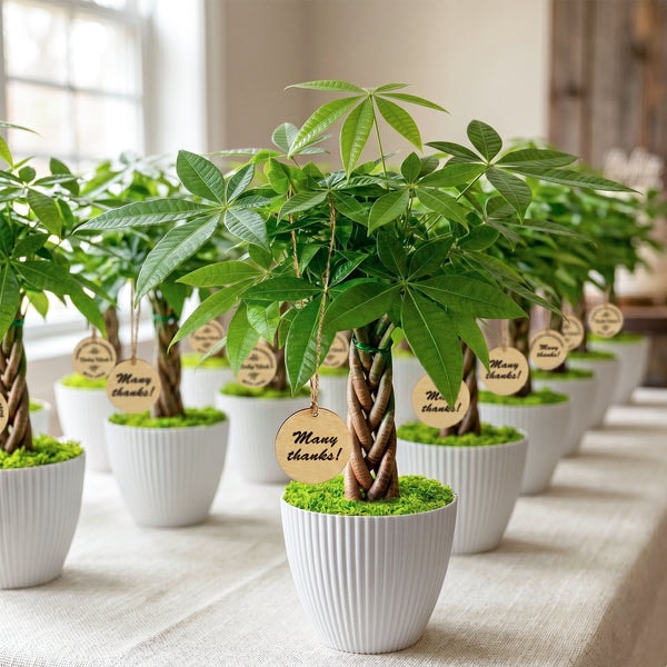 The Next Gardener Money Tree Plant Review