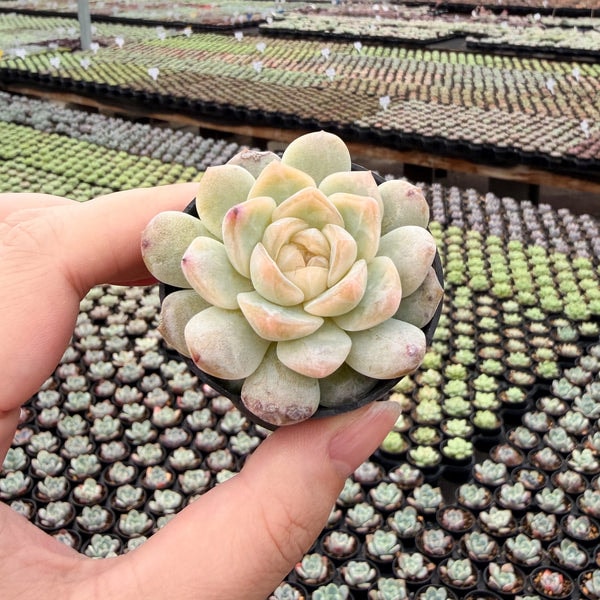 The Next Gardener Echeveria Ice Soul Review