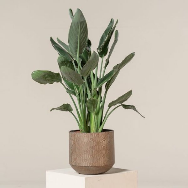 The Palm Centre Strelitzia reginae Review