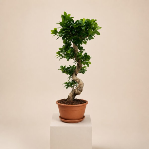 The Palm Centre Ficus microcarpa 'Ginseng' Review