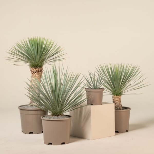 The Palm Centre Yucca rostrata Review
