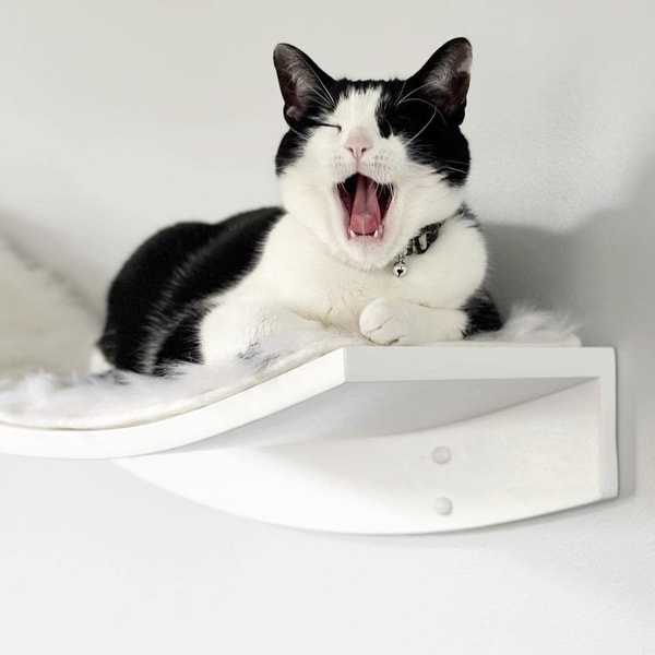 Overview of The Refined Feline