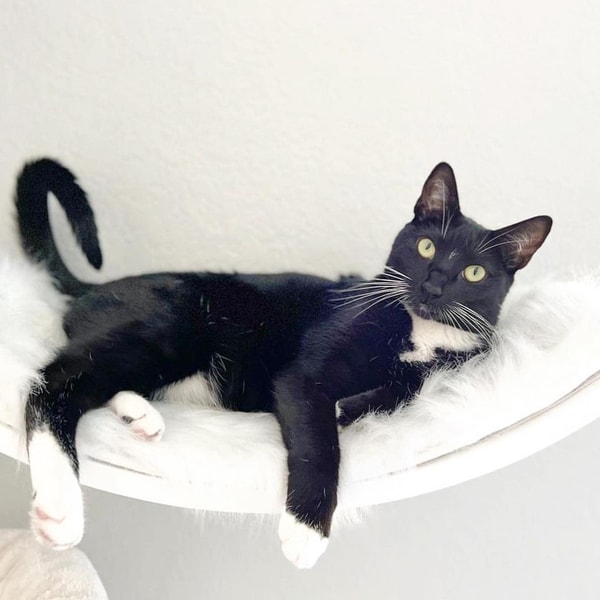 The Refined Feline Review