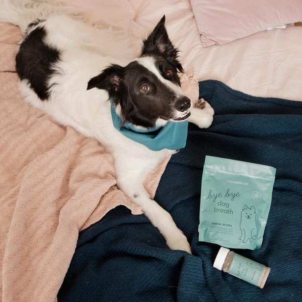 This Dog's Life Review