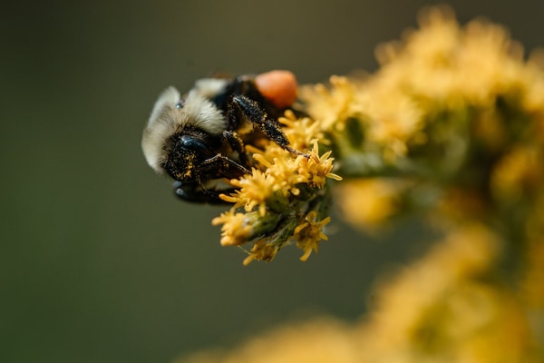 Three Peaks Manuka Honey Review