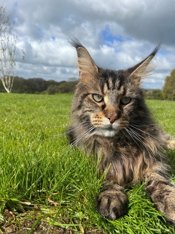 About Thrive Pet Foods