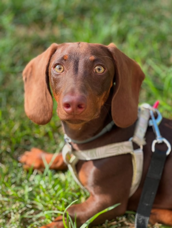 Acerca de Tiendanimal