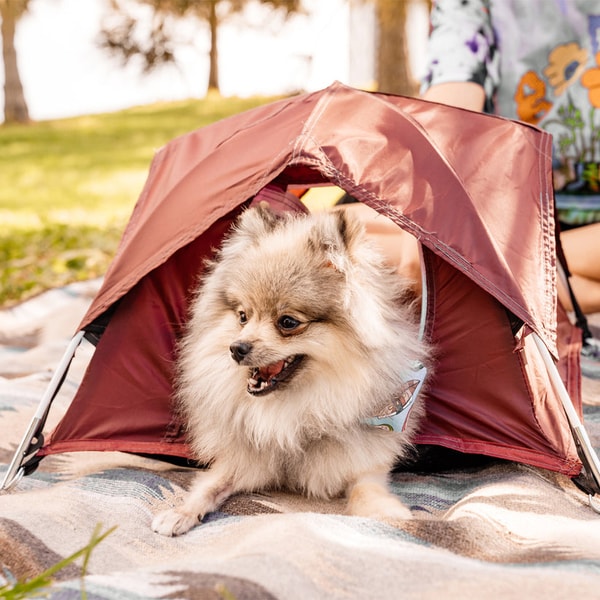 Tiny Tents Tiny Tent Reviews