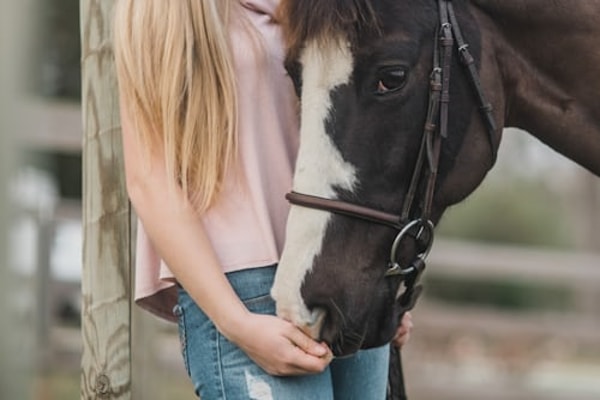 TKV24.de Horse Surgery Insurance Bewertung