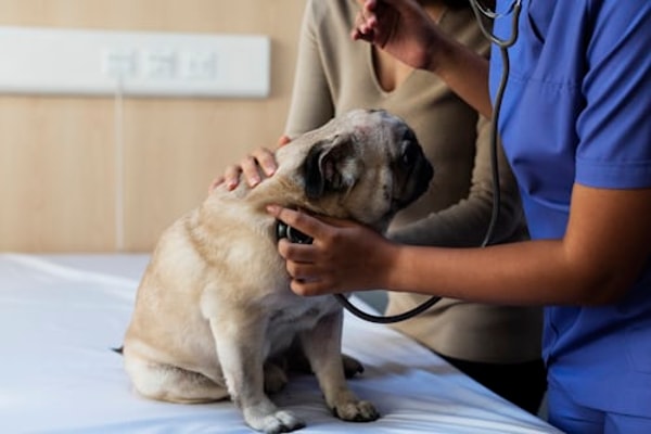TKV24.de Dog Health Insurance Bewertung