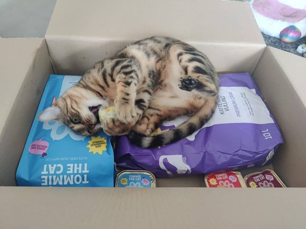 Tommie the Cat Beoordeling