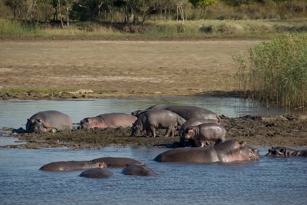 Tourlane Kruger Nationalpark Safari in S&uuml;dafrika Bewertung