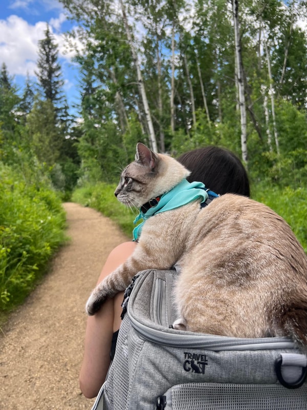 About Travel Cat