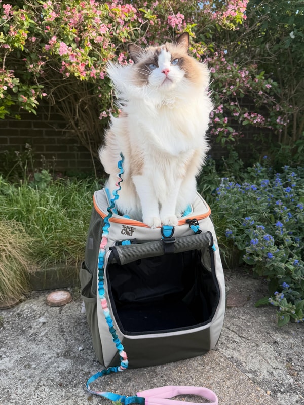 Travel Cat Review