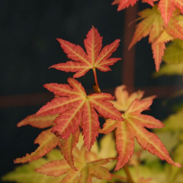 Tree2mydoor Orange Dream Japanese Maple Tree Review