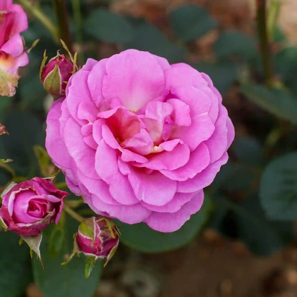 Tree2mydoor Special Mum Rose Bush Review