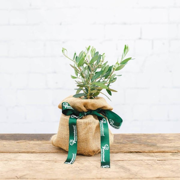 Tree2mydoor Mini Olive Tree Gift Review