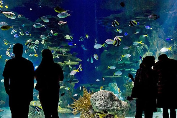 Tripster Ripley's Aquarium of the Smokies Review