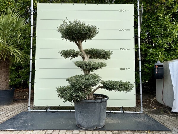 Tropic Trees Olivenbaum Pon-Pon Bewertung