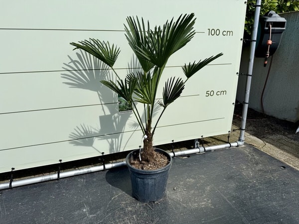 Tropic Trees Trachycarpus Wagnerianus Bewertung