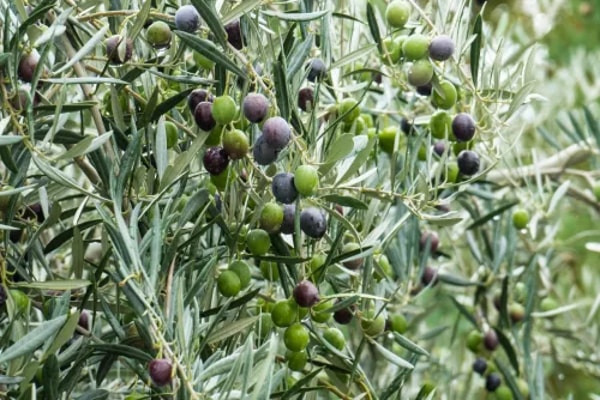 Tropic Trees Bewertung