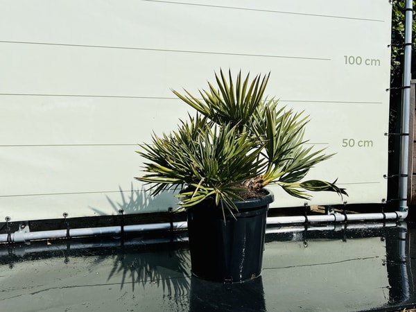 Tropic Trees Beoordeling