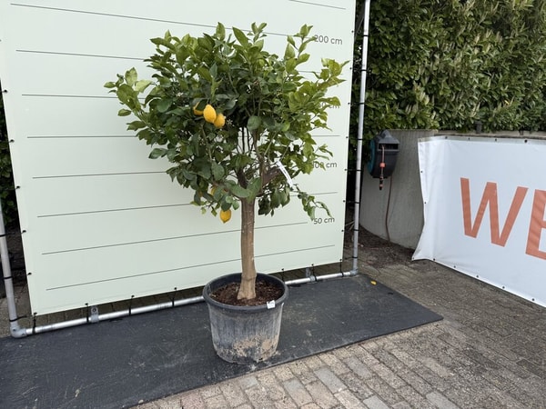 Tropic Trees Citroenboom Beoordeling