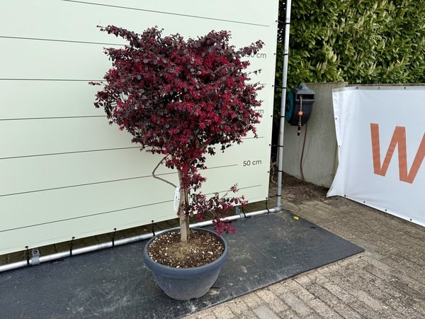 Tropic Trees Loropetalum Chinense Beoordeling