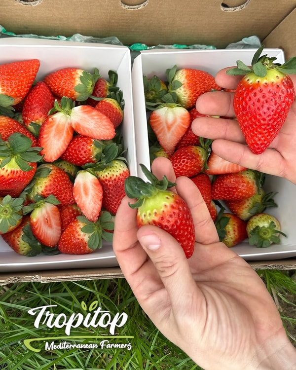 Tropitop Rese&ntilde;a