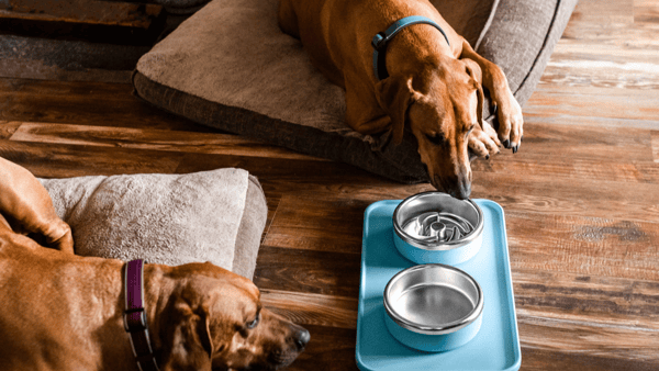 Trot Pets Puzzle Bowl Review