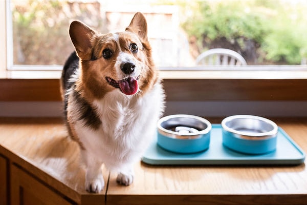 Trot Pets Complete Bowl Set Review