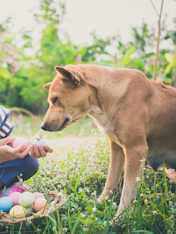 TrustedHousesitters Review