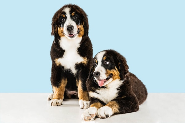 Conhe&ccedil;a o Pet Shop Online Tudo de Bicho
